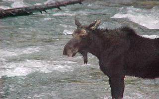 MOOSE OUTSIDE MY WINDOW