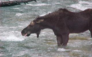 MOOSE OUTSIDE MY WINDOW