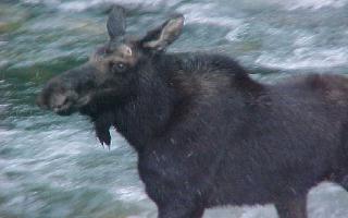 MOOSE OUTSIDE MY WINDOW