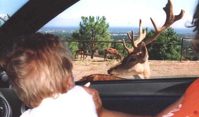 zoo safari