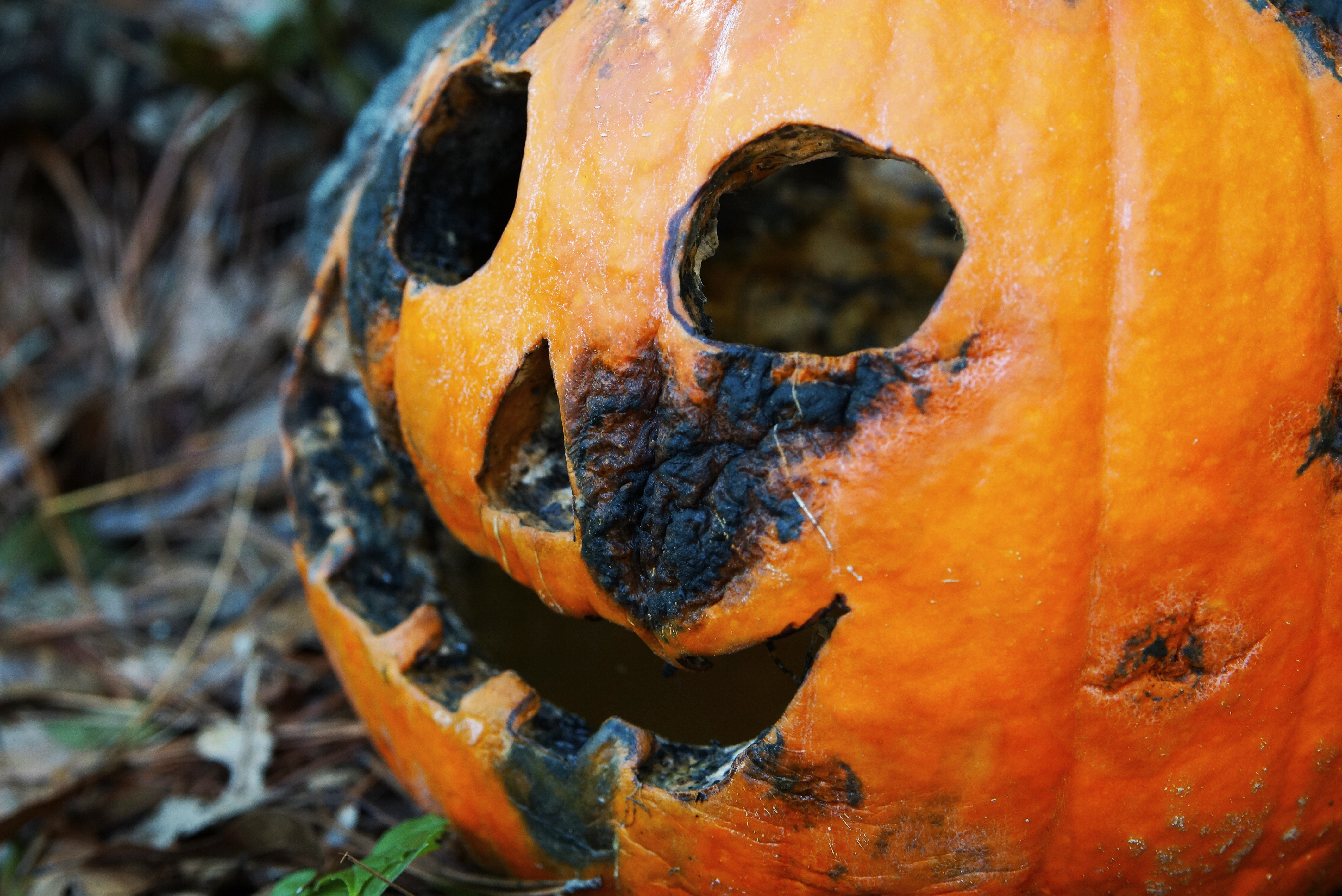 pumpkin