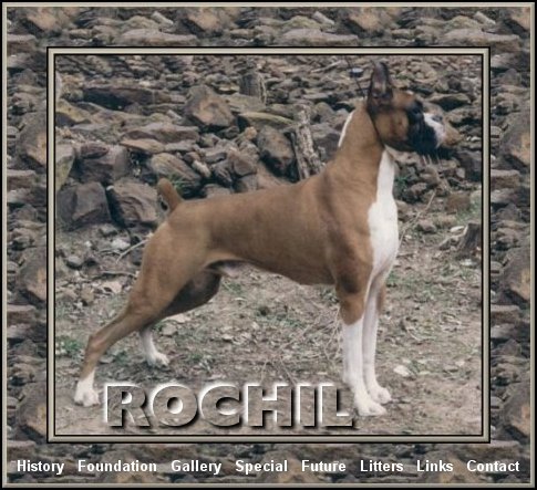 Welcome to Rochil Boxers