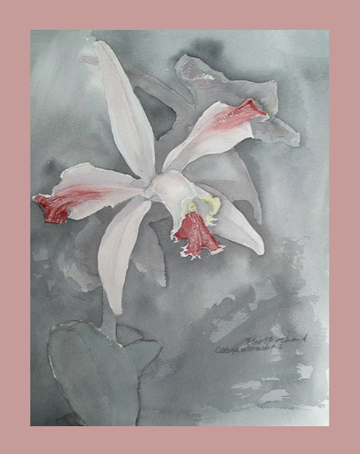 orchid1