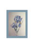 iris2