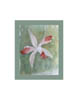 orchid2