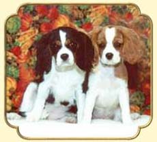 Kenjockety & Tyten