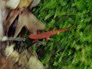 the tiny red eft