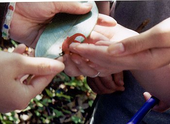 the tiny red eft in our hands