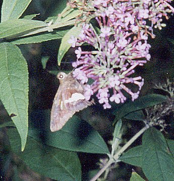 Silver-spotted Skipper