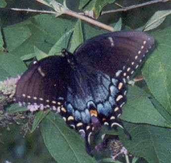Spicebush Swallowtail, Papilio troilus