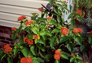 lantana