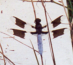 dragonfly