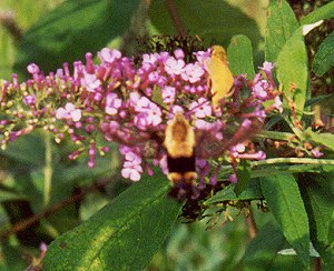 hummingbird moth