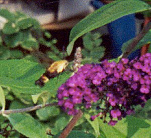 hummingbird moth