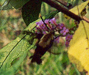 hummingbird moth