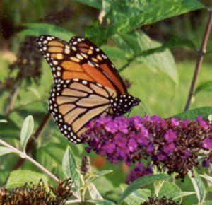 Monarch Butterfly, Danaus plexippus