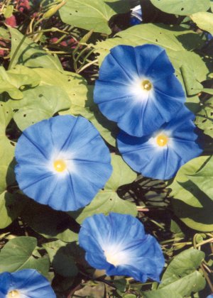 blue morning glories