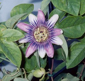passion flower vine