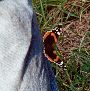 Red Admiral, Vanessa atalanta