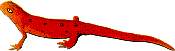 the red eft