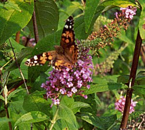 Silver-spotted Skipper
