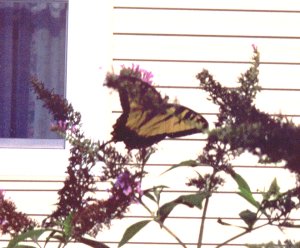 Eastern Tiger Swallowtail Butterfly, Papilio glaucus