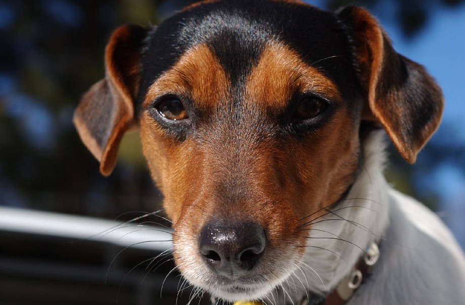 Gertie 1 year old