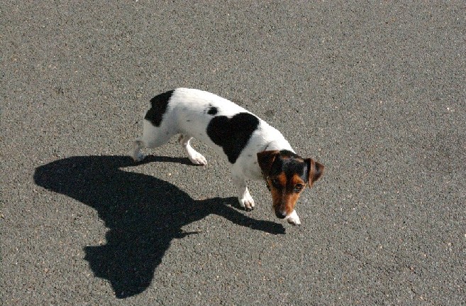 Gertie 1 year old