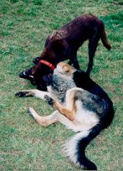 Samson pinned - around January 1998