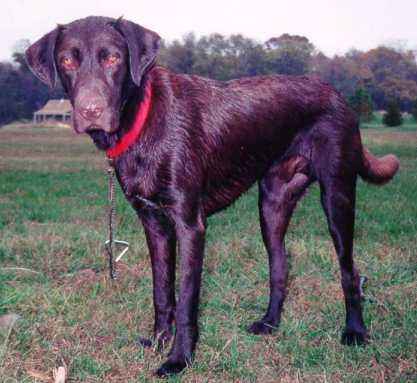 Rocket after his third skunk bath.