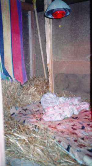 The bed in the barn with heat lamp, straw, blankie, and new bed