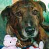 This is Eddie.  Take a second and check him out.  He could use your help.