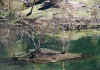 lake4.jpg (58549 bytes)