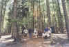 woods.jpg (75722 bytes)