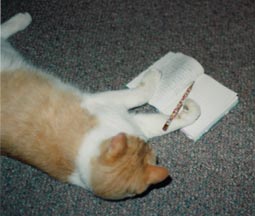 Me cat, Trigger