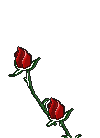 growing rose