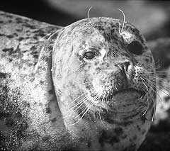 Black and white harbor seal