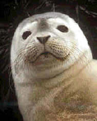 Blinking Harbor Seal