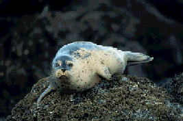 Seal with a moving flipper