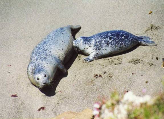 Nursing harbor seal pup