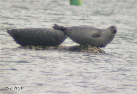 Two Harbor seals resting on rocks