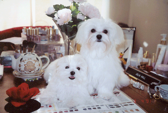 Dog Diaper Web Site