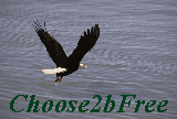 Freedom Eagle