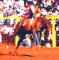 Bareback