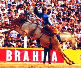 Saddle Bronc