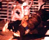 Bull Riding