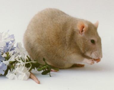 Rat with Flowers