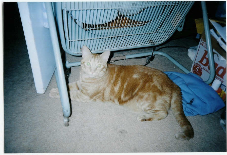 Tigger