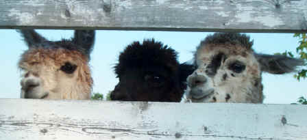 3 alpaca boys peek through fence