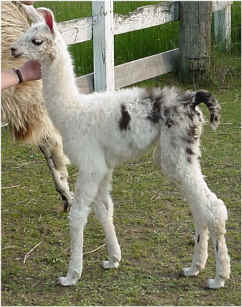 Ally - newborn
